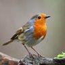 Robin